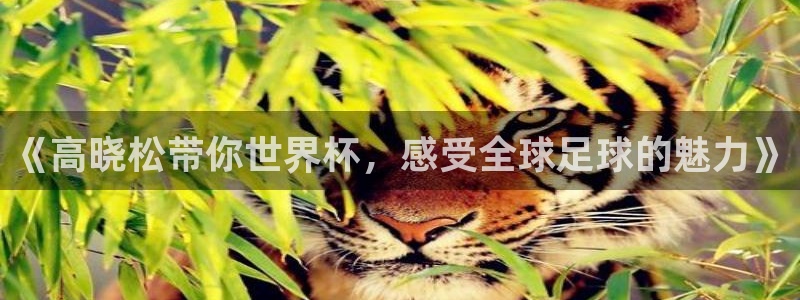 欧洲区世界杯预选赛：《高晓松带你世界杯，感受全球足球的魅力》