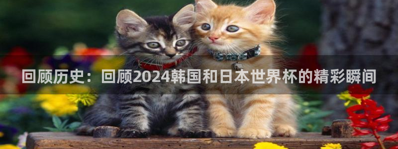 2026世界杯日期：回顾历史：回顾2024韩国和日本世界杯的精彩瞬间